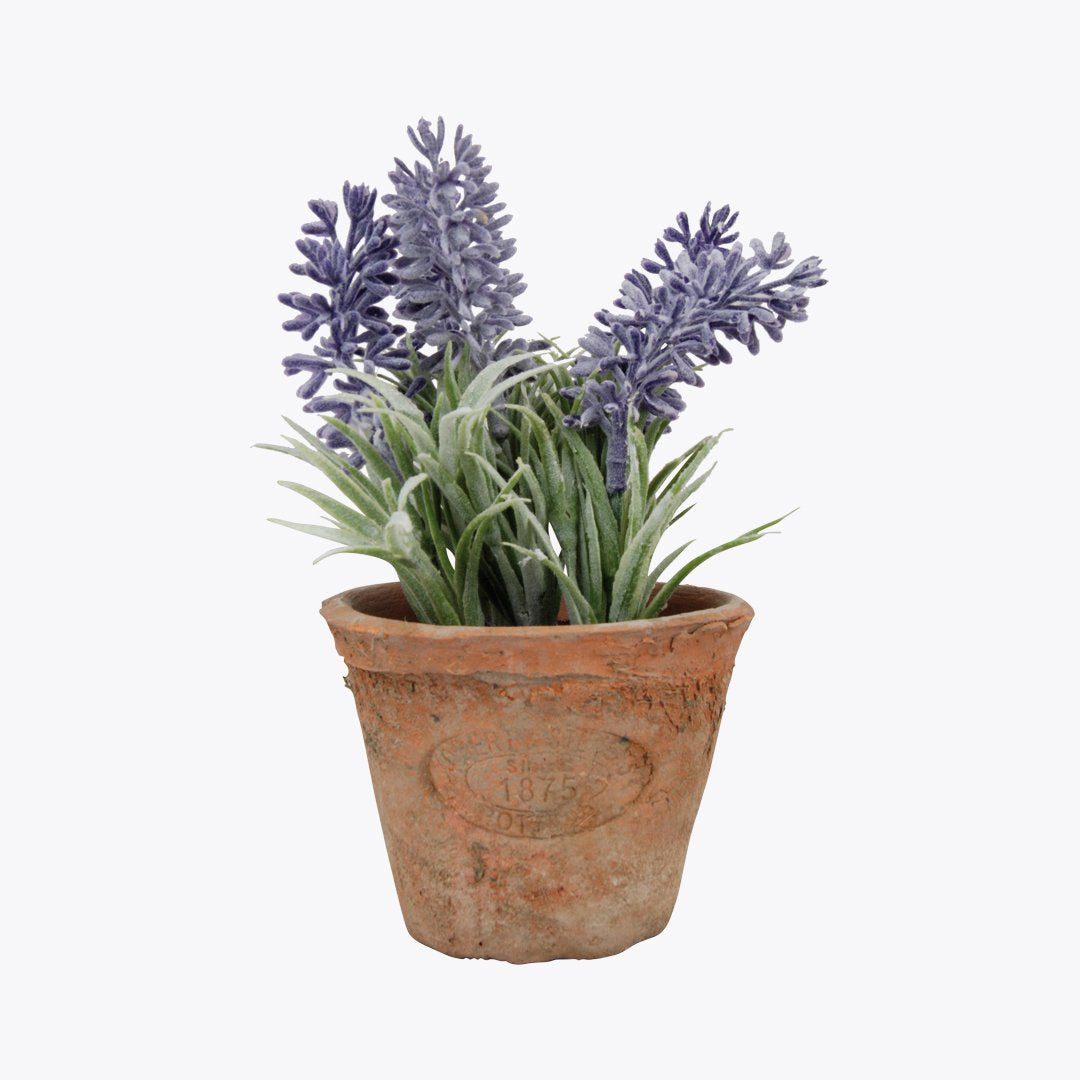Lavender in Pot